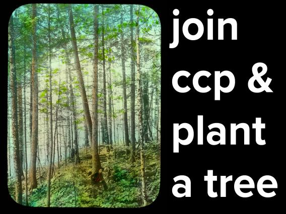 Join CCP Plant a Tree